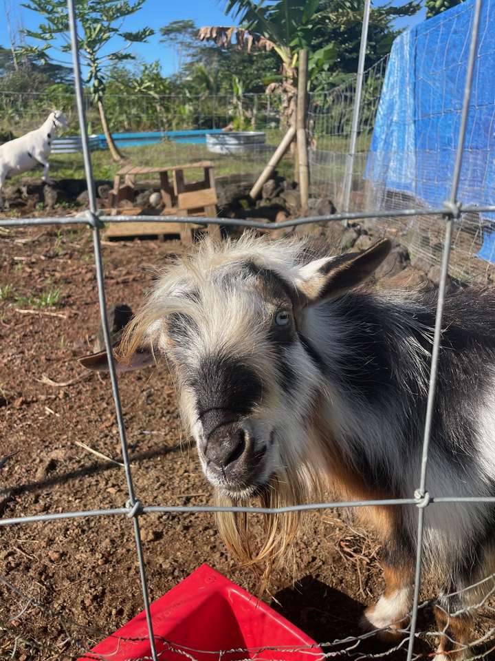 Poke the Micro goat online puzzle