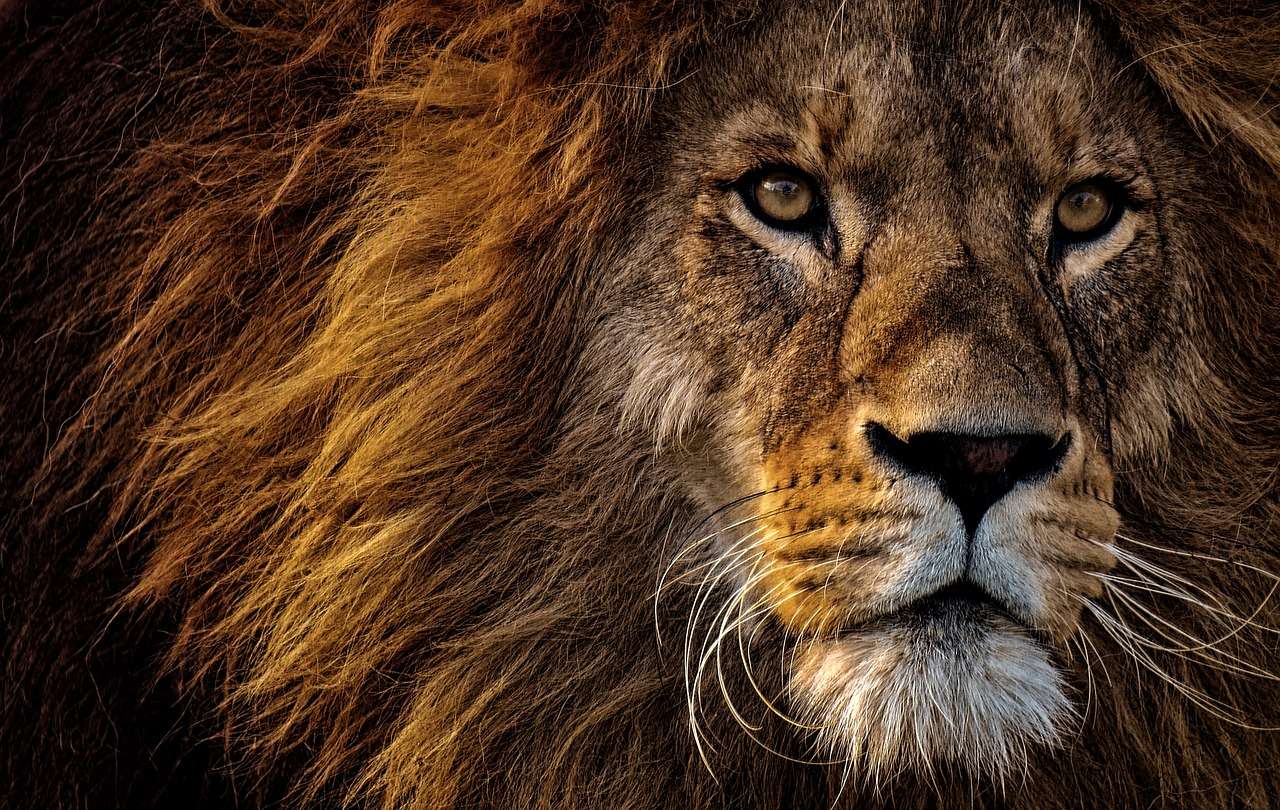 König der Löwen des Dschungels Online-Puzzle