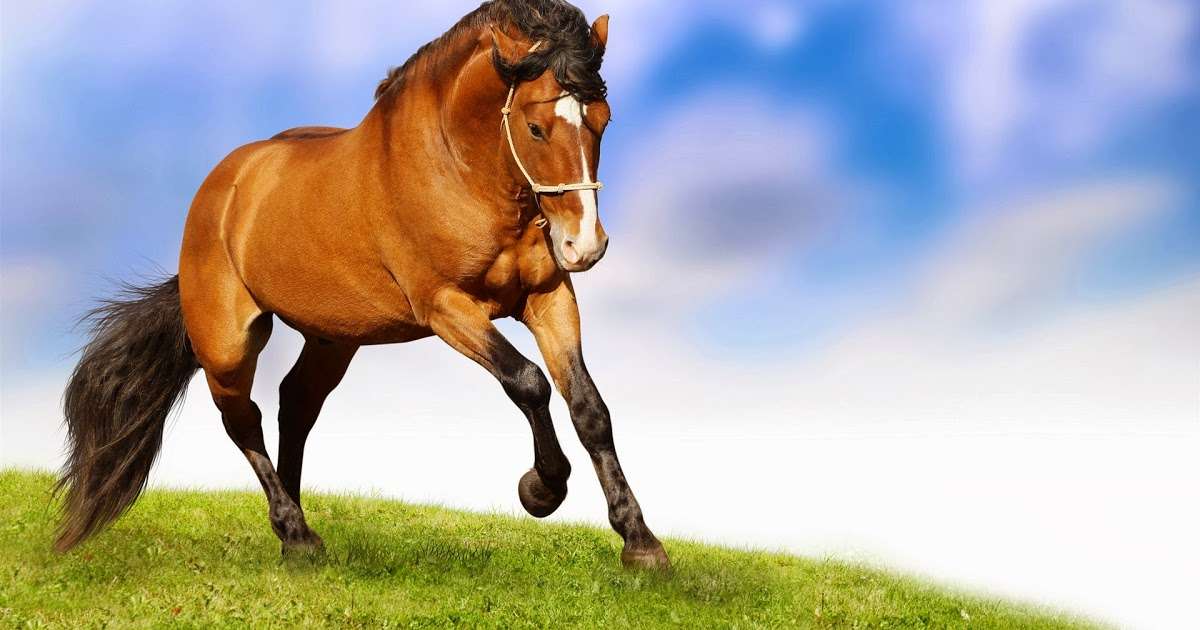 cválající kůň skládačky online