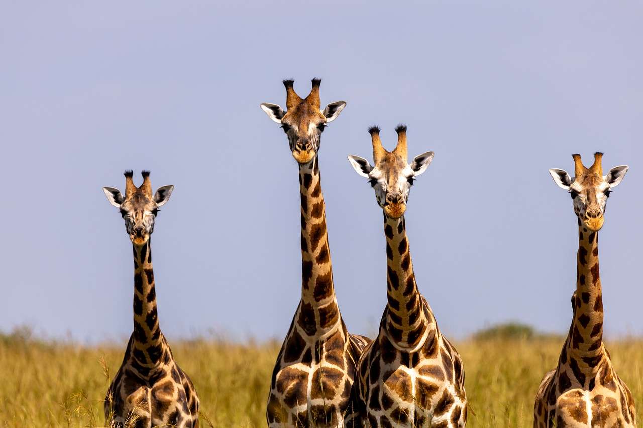Жирафи в дивата природа онлайн пъзел