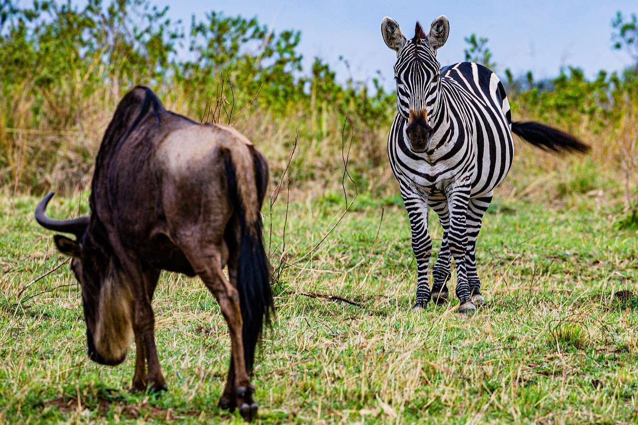 Zebra gnu puzzle online