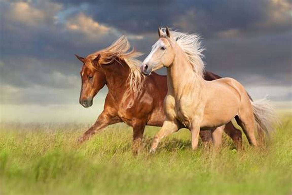 Лошади бегут по лугу онлайн-пазл