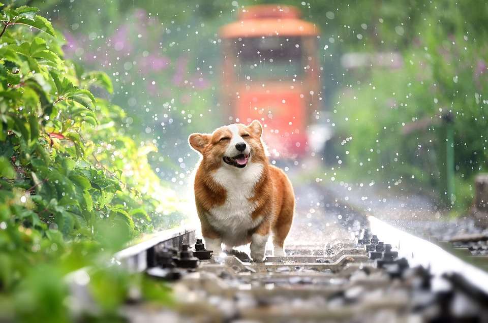 собака и поезд онлайн-пазл