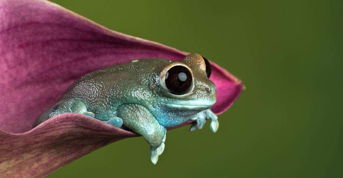 жаба на листо онлайн пъзел