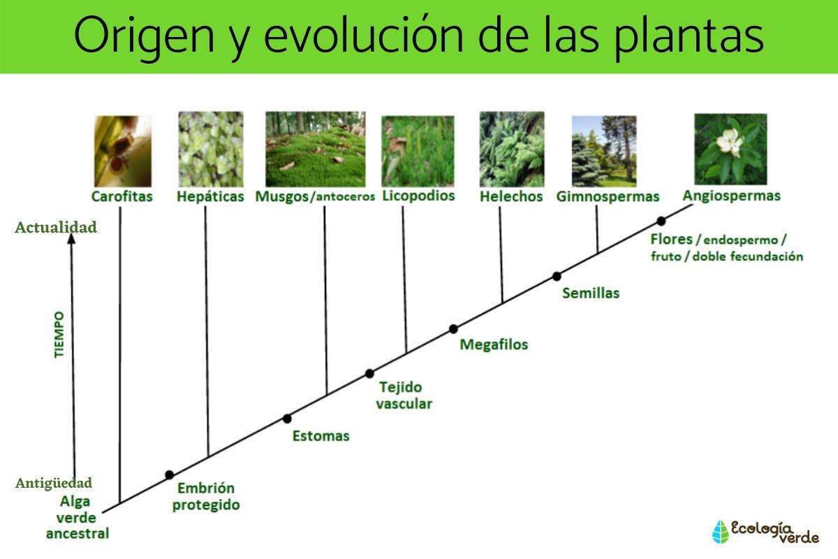 Origem e evolução das plantas puzzle online