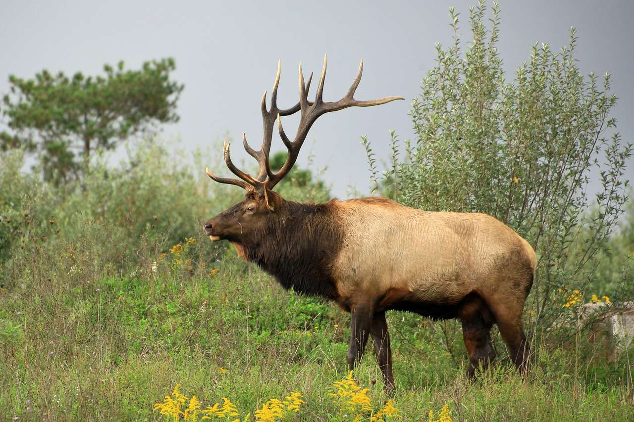 Moose In The Wild online puzzle
