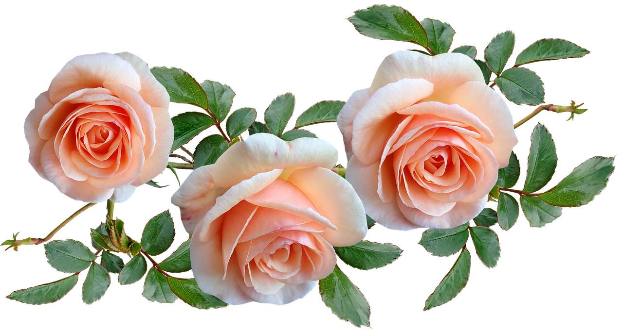 Fleurs, roses puzzle en ligne