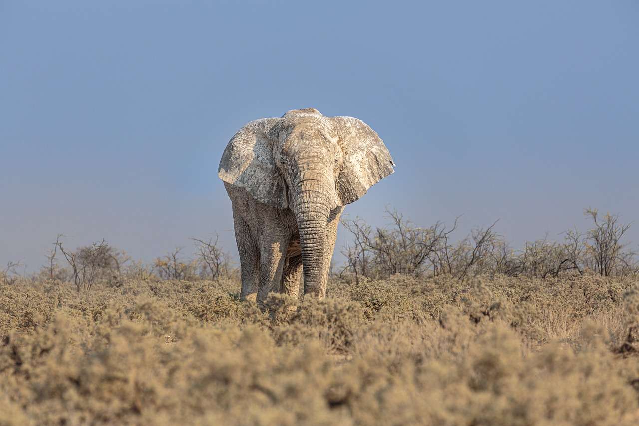 Afrikansk elefant pussel på nätet
