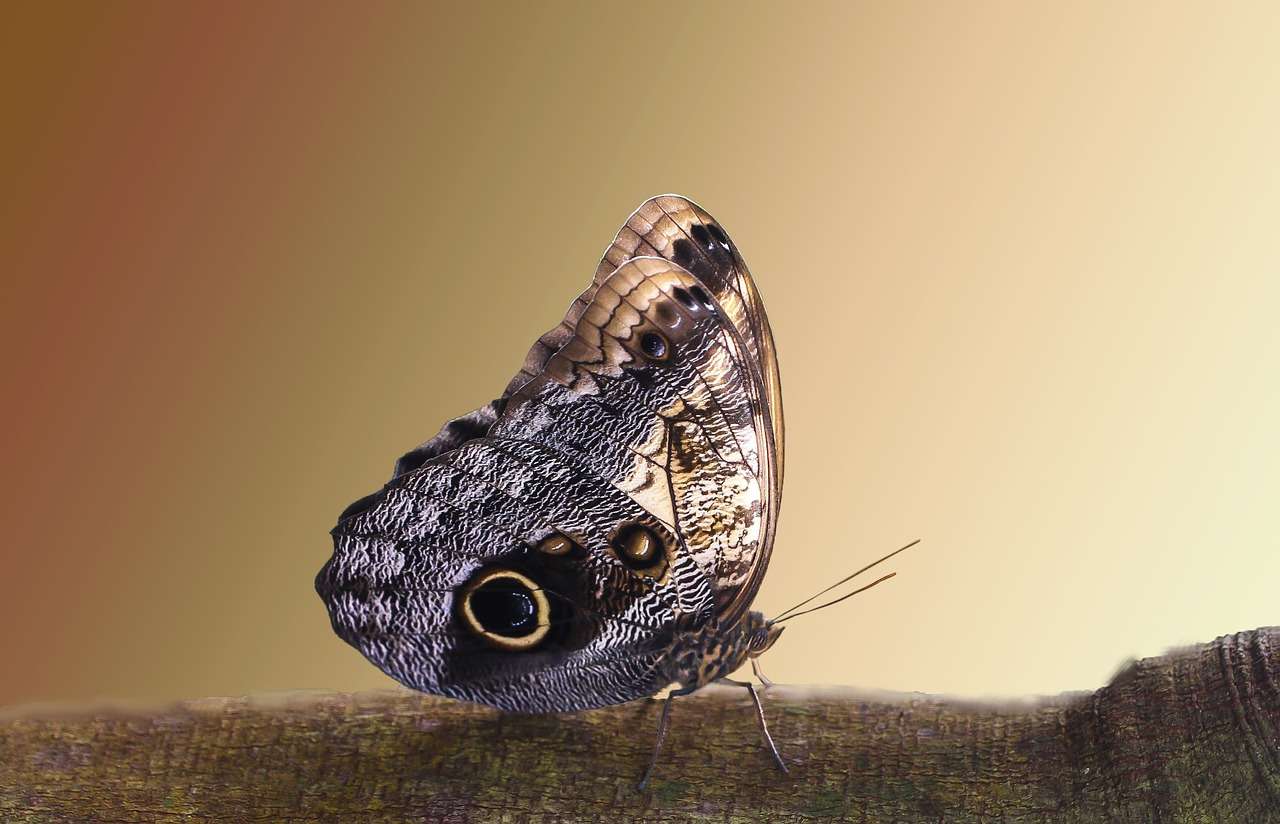 Крила на пеперуда онлайн пъзел