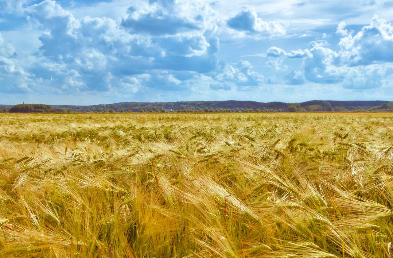 Площ на зърненото поле онлайн пъзел
