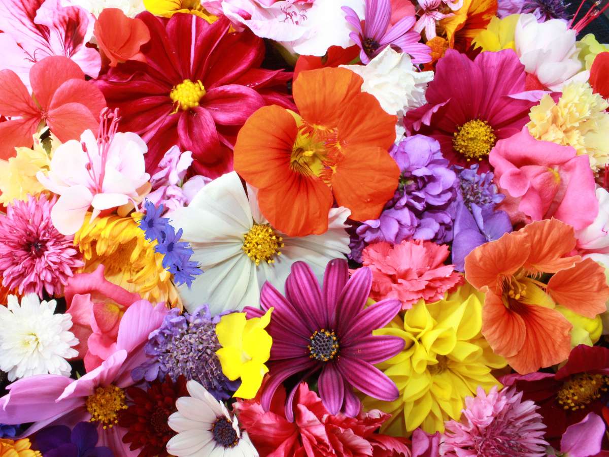 Πολύχρωμα λουλούδια, όπως πάντα, η ομορφιά της φύσης είναι εντυπωσιακή παζλ online