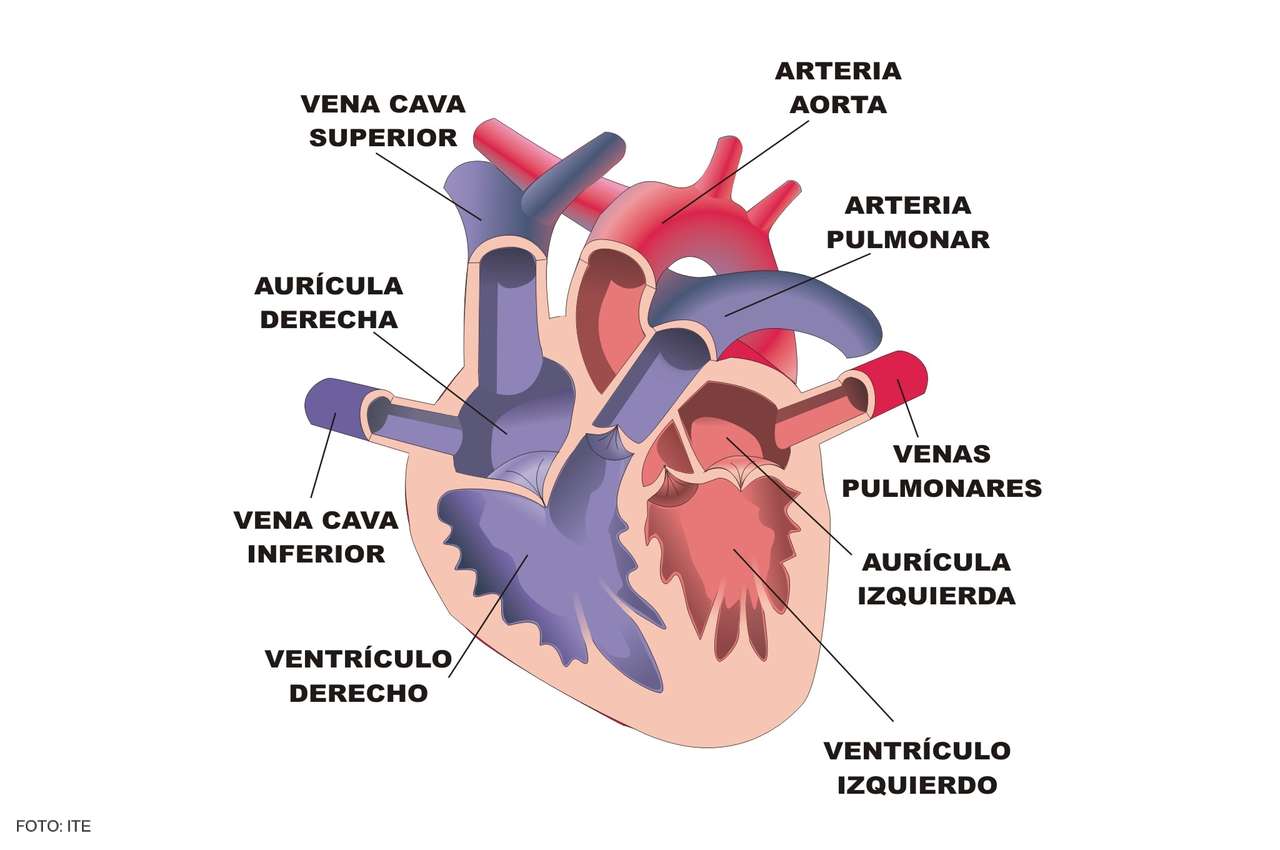 Сърце на човешкото тяло онлайн пъзел
