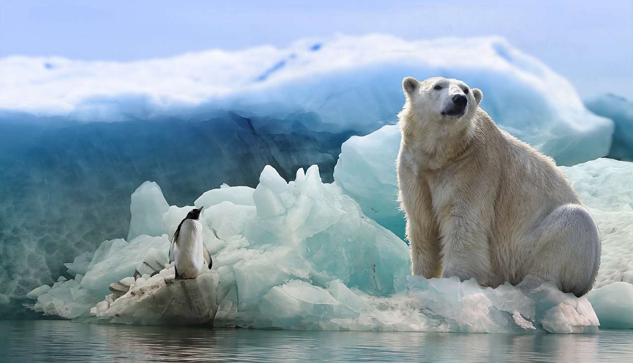 lední medvěd tučňák online puzzle