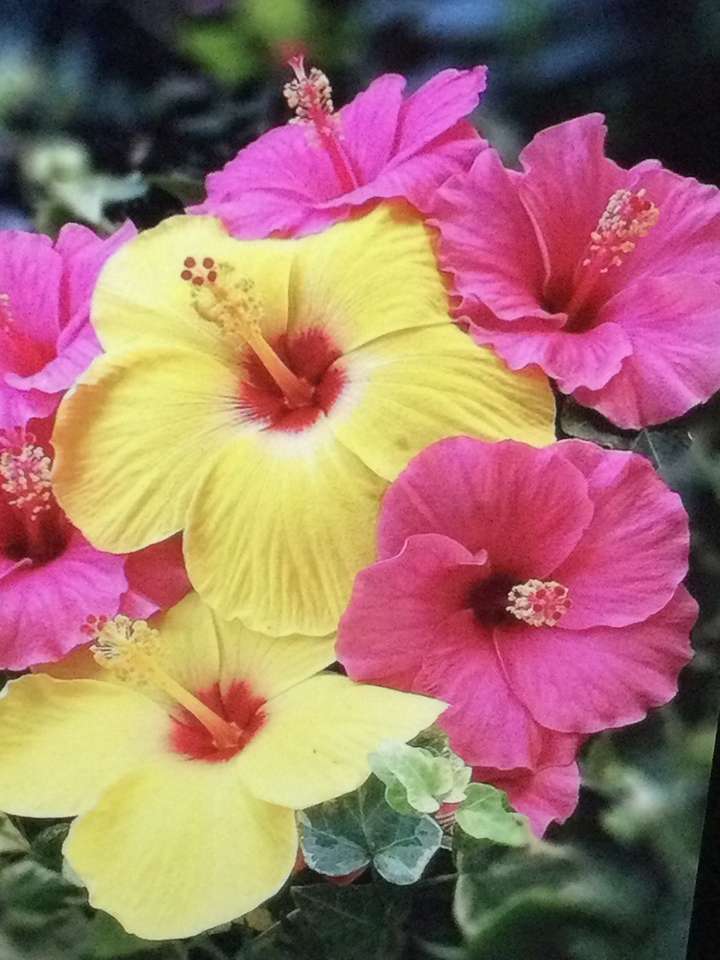 hibiscus jigsaw puzzle online
