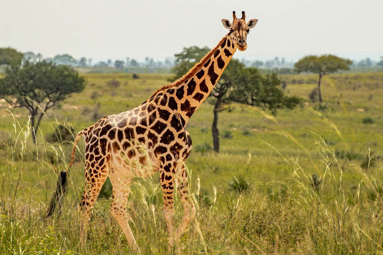 Giraffe In The Wild online παζλ