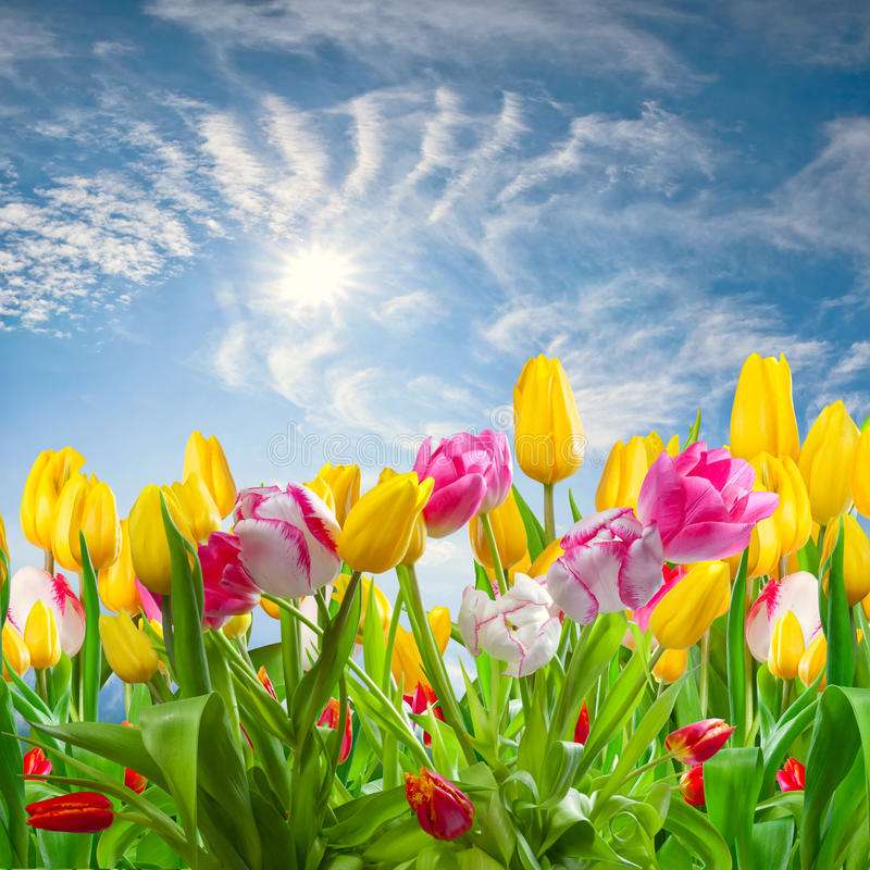 tulipanes contra el cielo rompecabezas en línea