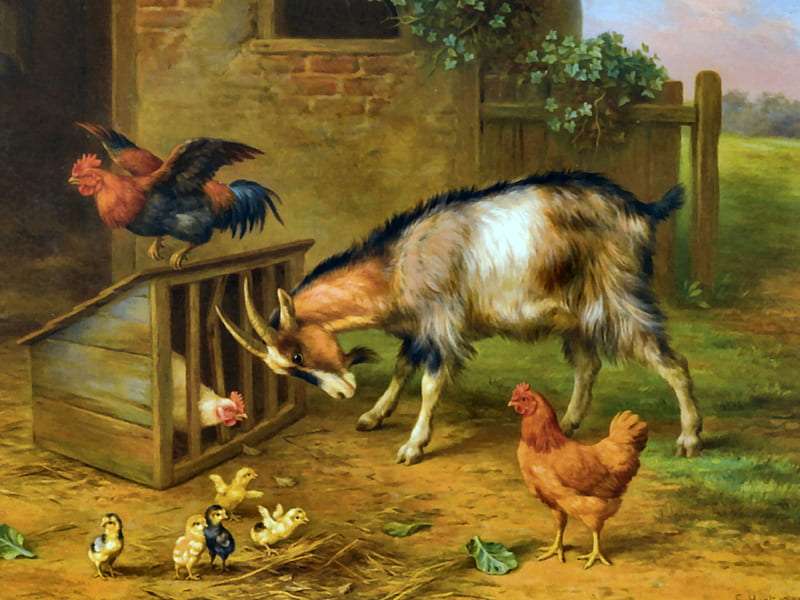 Дали козелът е натрапник или спасител на хваната в капан кокошка? онлайн пъзел