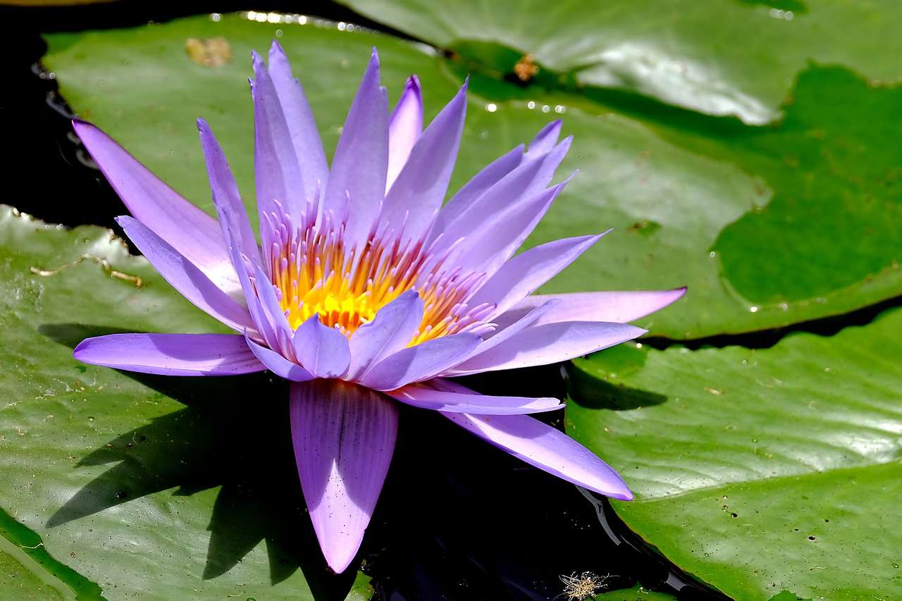 Flower Water Lily jigsaw puzzle online