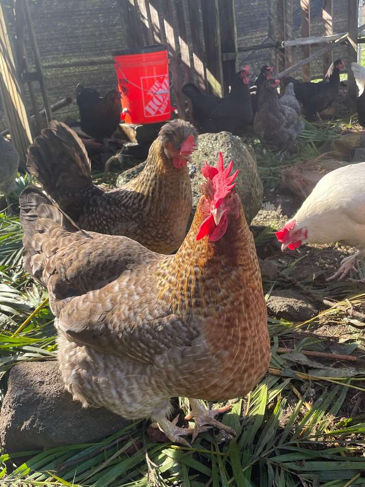kyckling på gården pussel på nätet