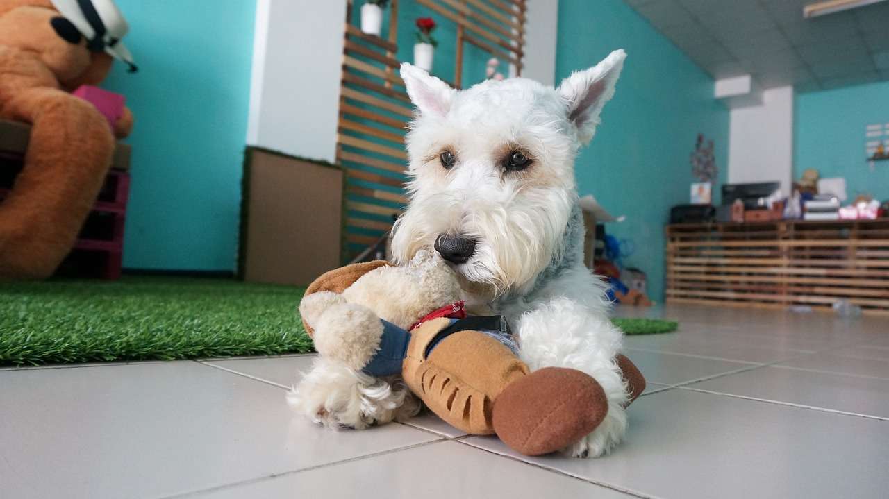 Куче с играчка онлайн пъзел