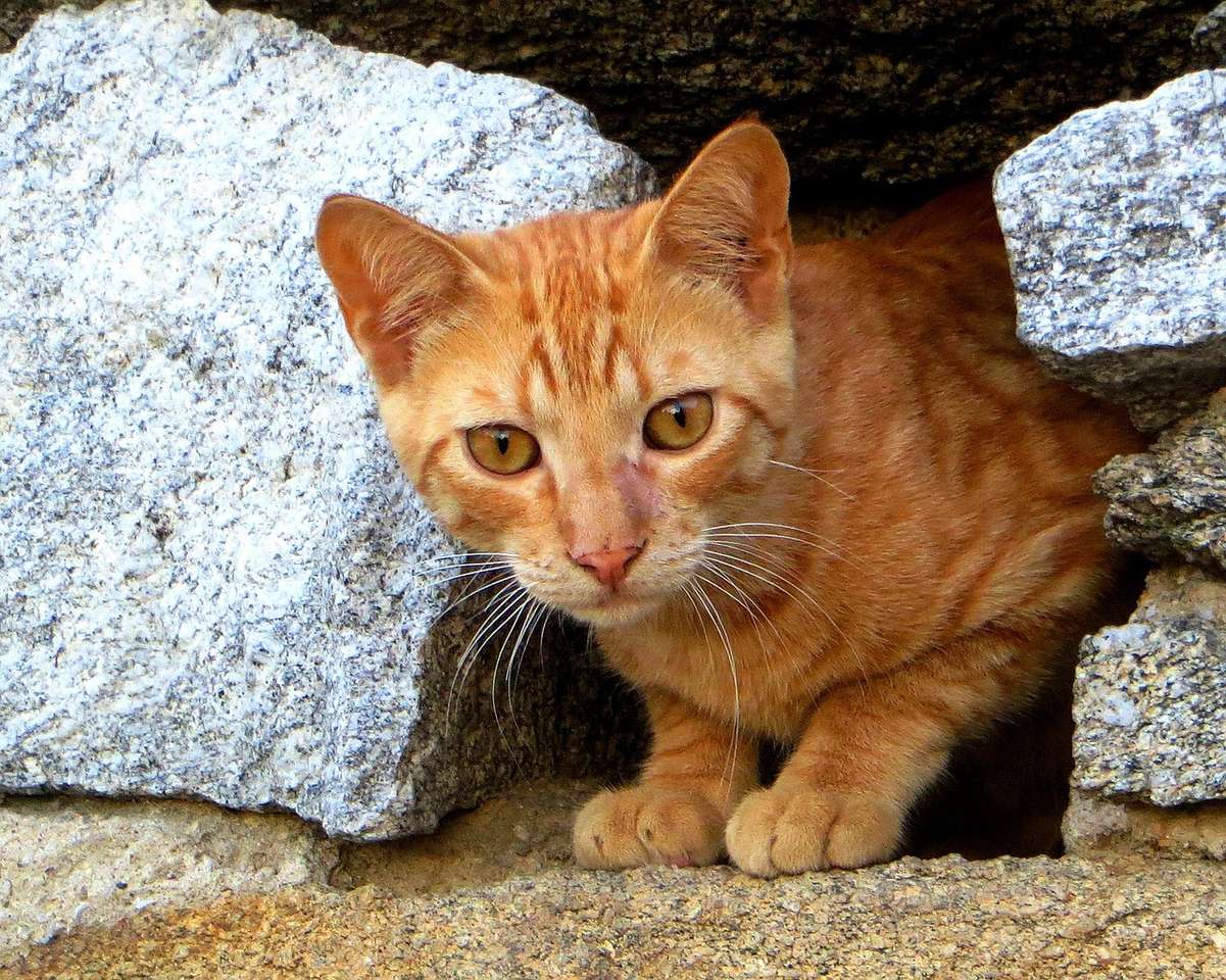 Η γάτα κοιτάζει έξω από την κρυψώνα της παζλ online