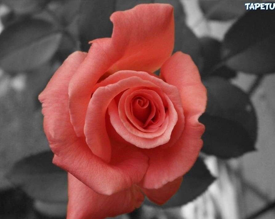 Lososová růže skládačky online