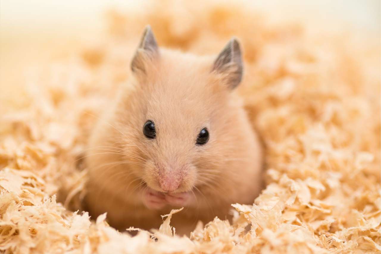 hamster puzzle jigsaw puzzle online