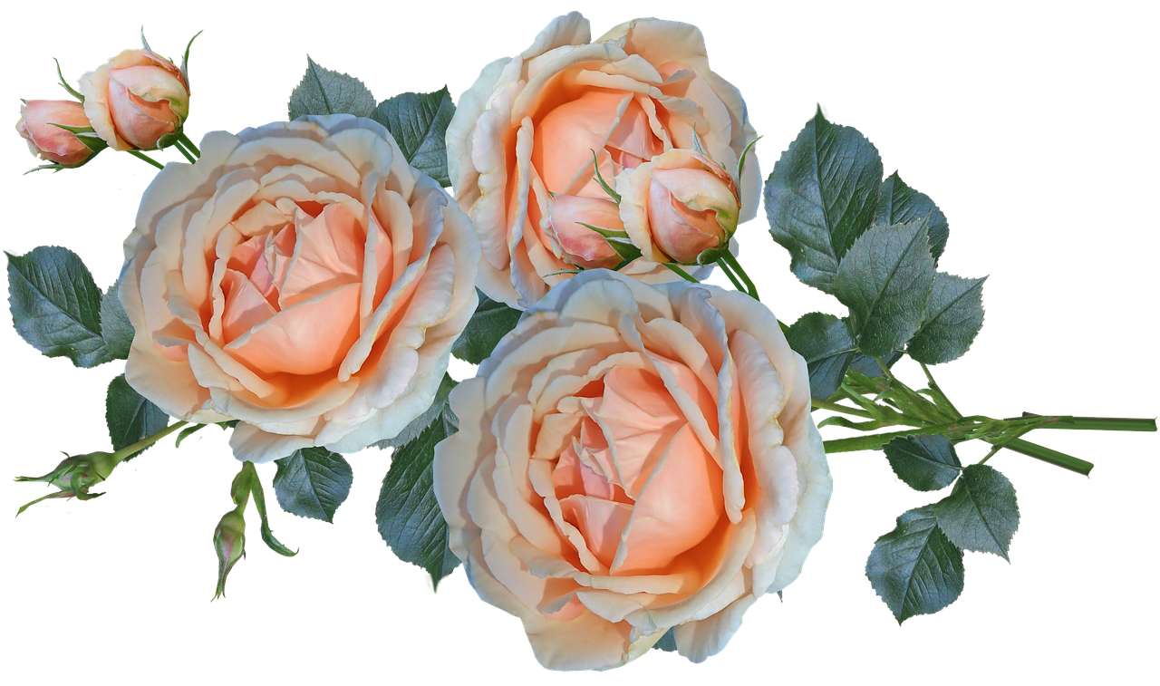 Λουλούδια τριαντάφυλλα παζλ online