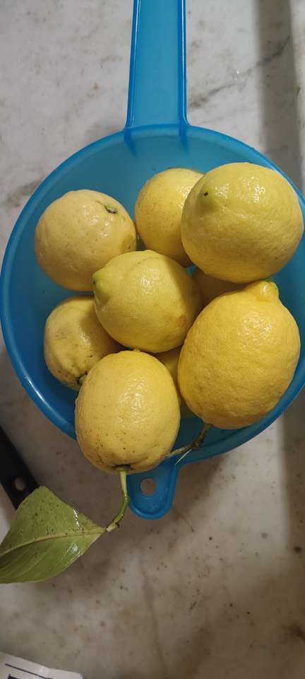 Лимоны для лимончелло пазл онлайн