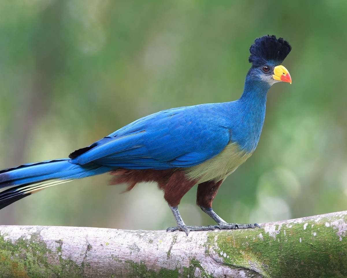 Turaco, Bananenesser Online-Puzzle