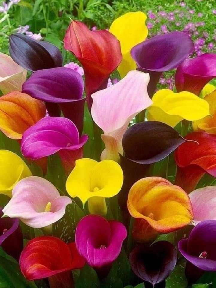 πολύχρωμα λουλούδια κανάτας online παζλ