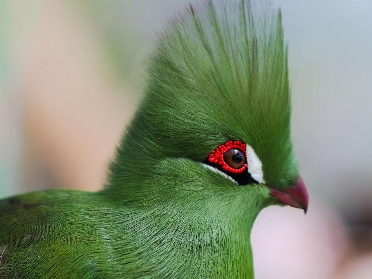Zelený exotický pták skládačky online