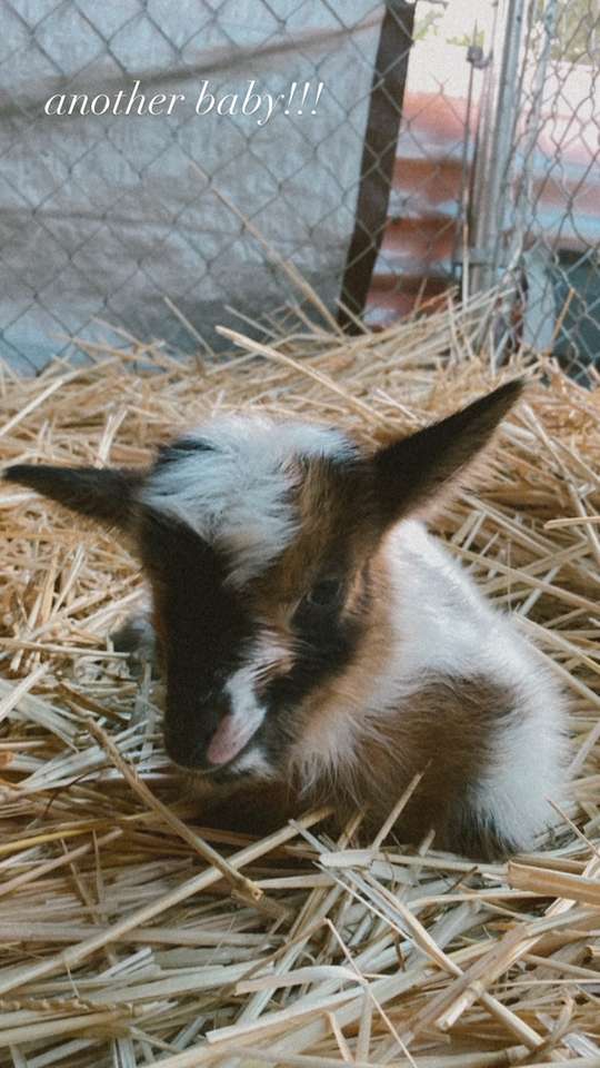 Huck the baby goat on the farm jigsaw puzzle online