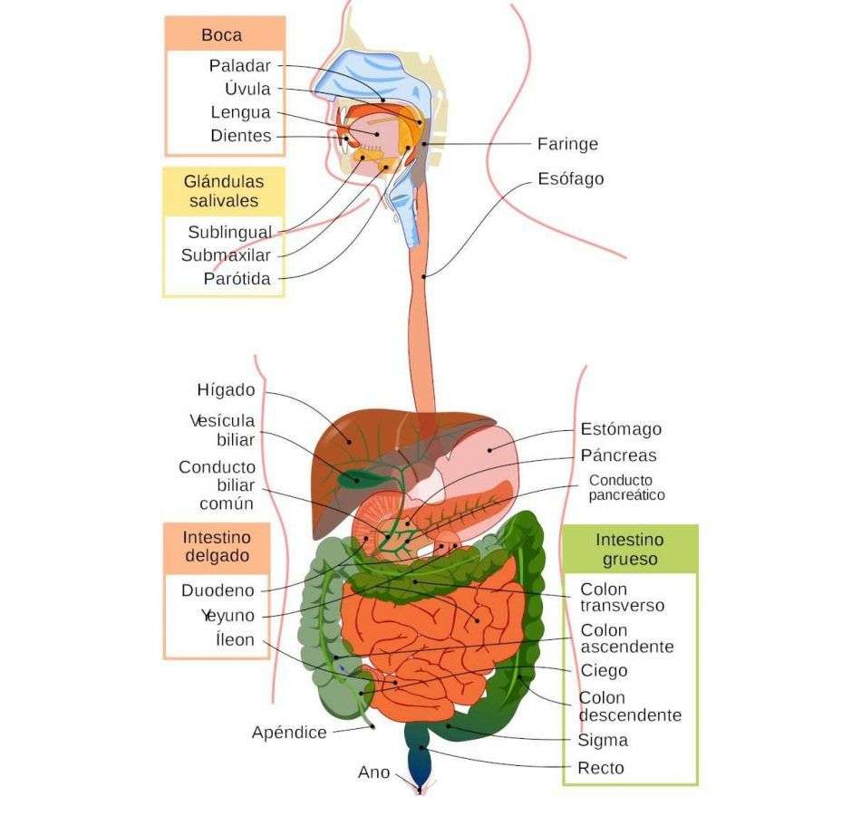 Partes do sistema digestivo puzzle online