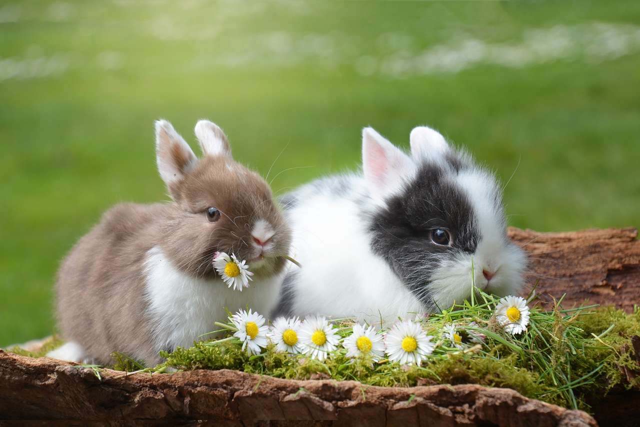 Bunnies and in a basket jigsaw puzzle online