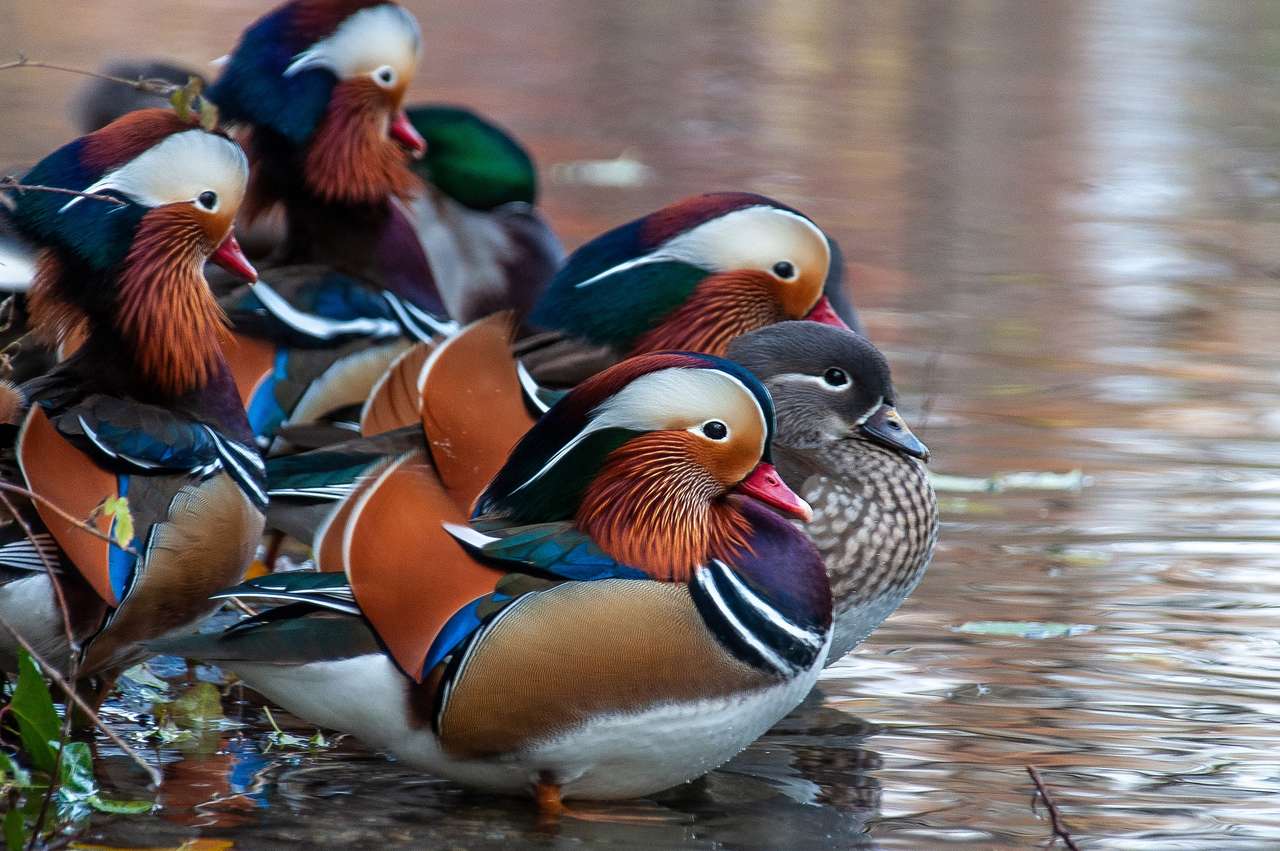 Colorful ducks jigsaw puzzle online