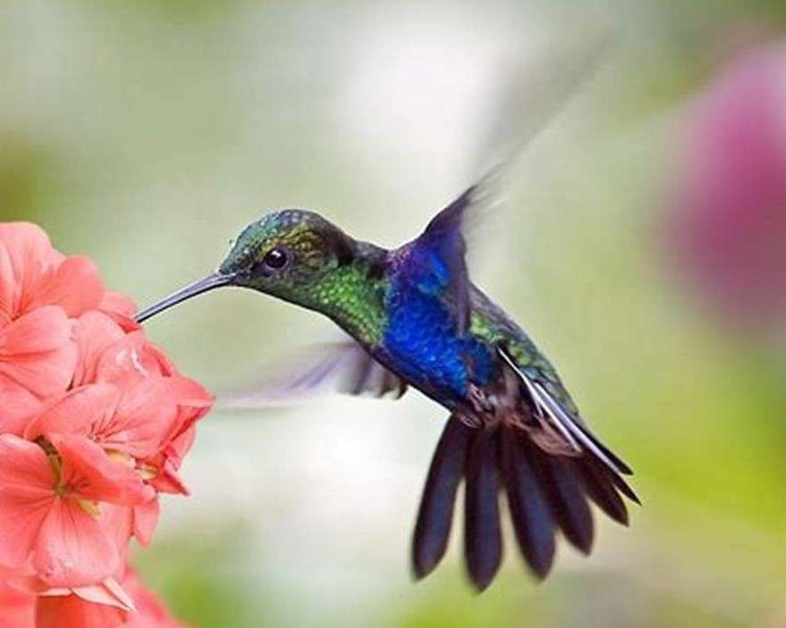 Kolibri - den minsta fågeln i världen Pussel online