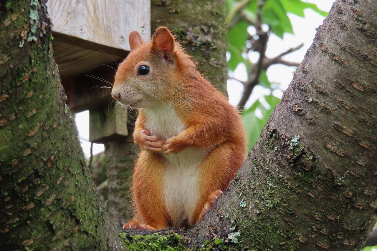 Squirrel In The Wild online παζλ