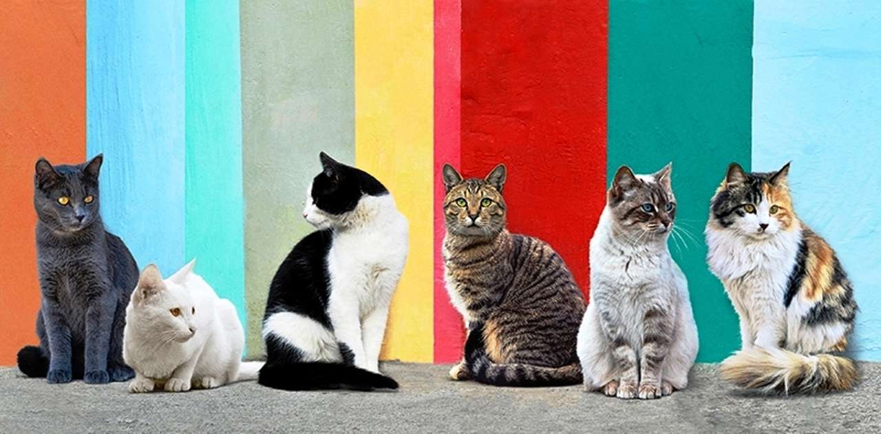 Кішки на сонці пазл онлайн