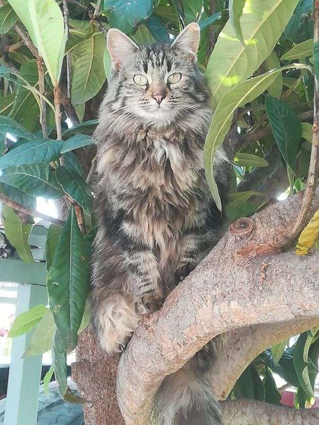 un chaton pelucheux sur l'arbre puzzle en ligne