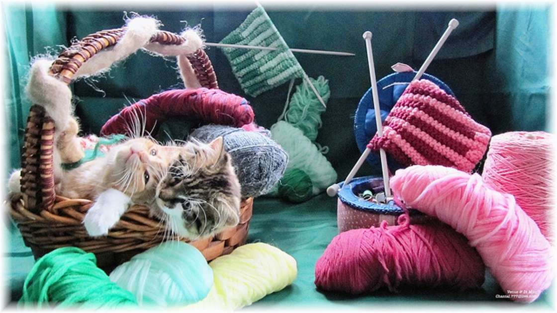 Gatos e bolas de lã quebra-cabeças online