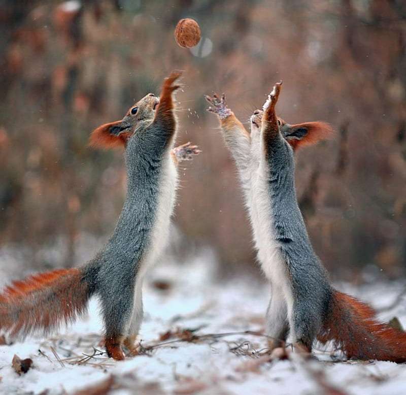 Dois esquilos e um amendoim, está acontecendo :) quebra-cabeças online