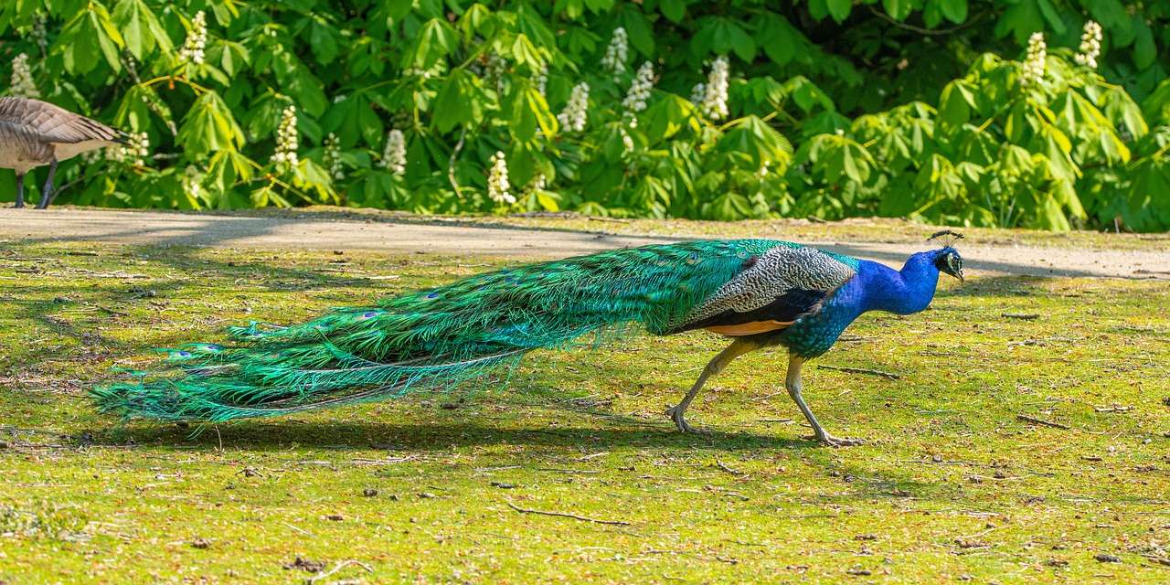 Peacock Bird online puzzle