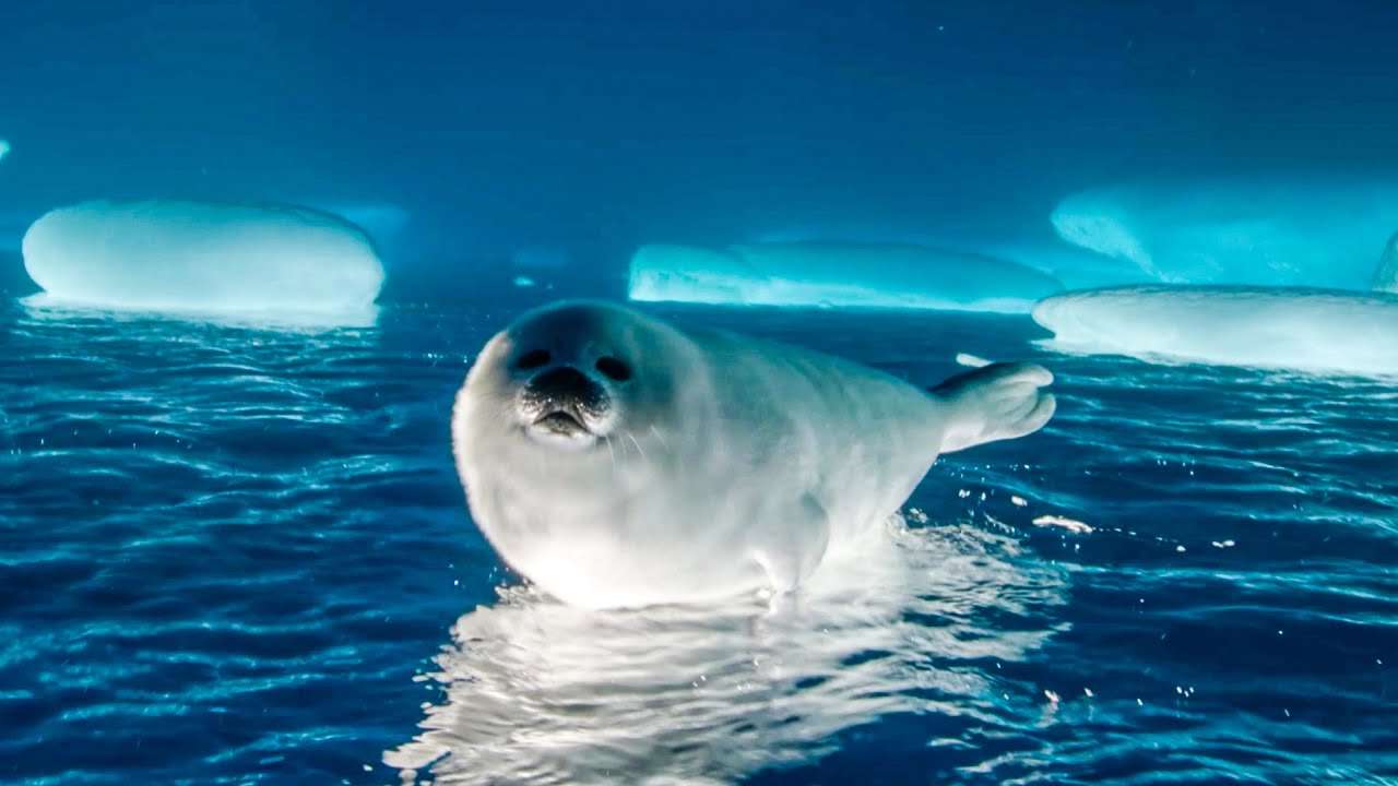 Seal Float jigsaw puzzle online