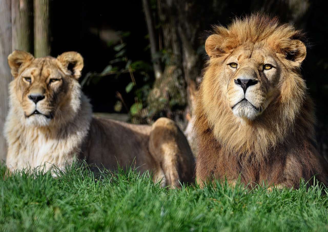 Лъвицата и Лъвът онлайн пъзел