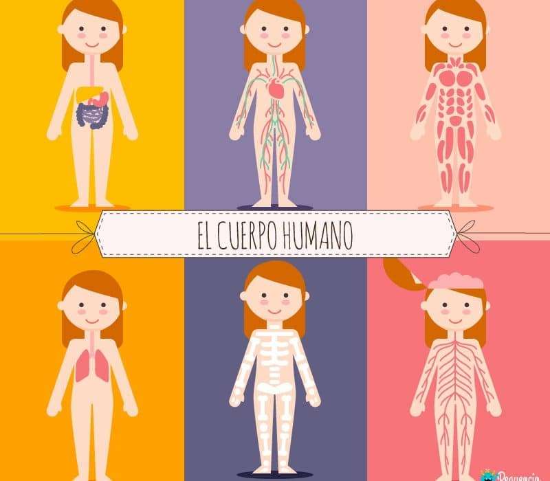 cuerpo humano rompecabezas en línea