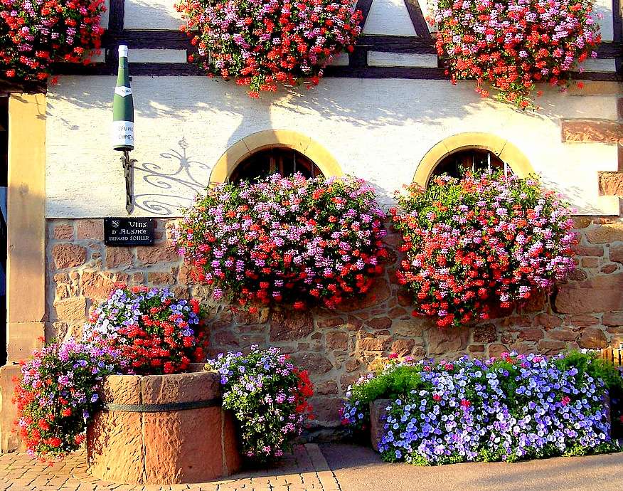 Vingård i blommor (Alsace) Pussel online