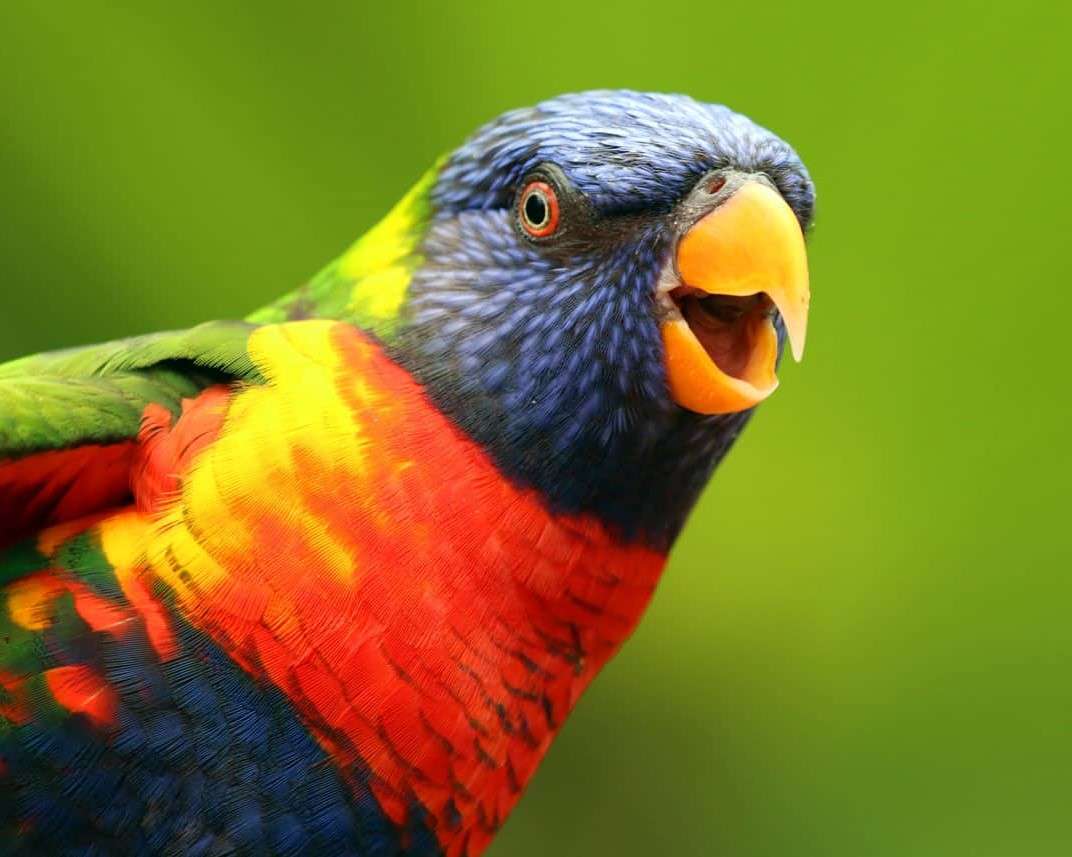 pappagallo colorato puzzle online