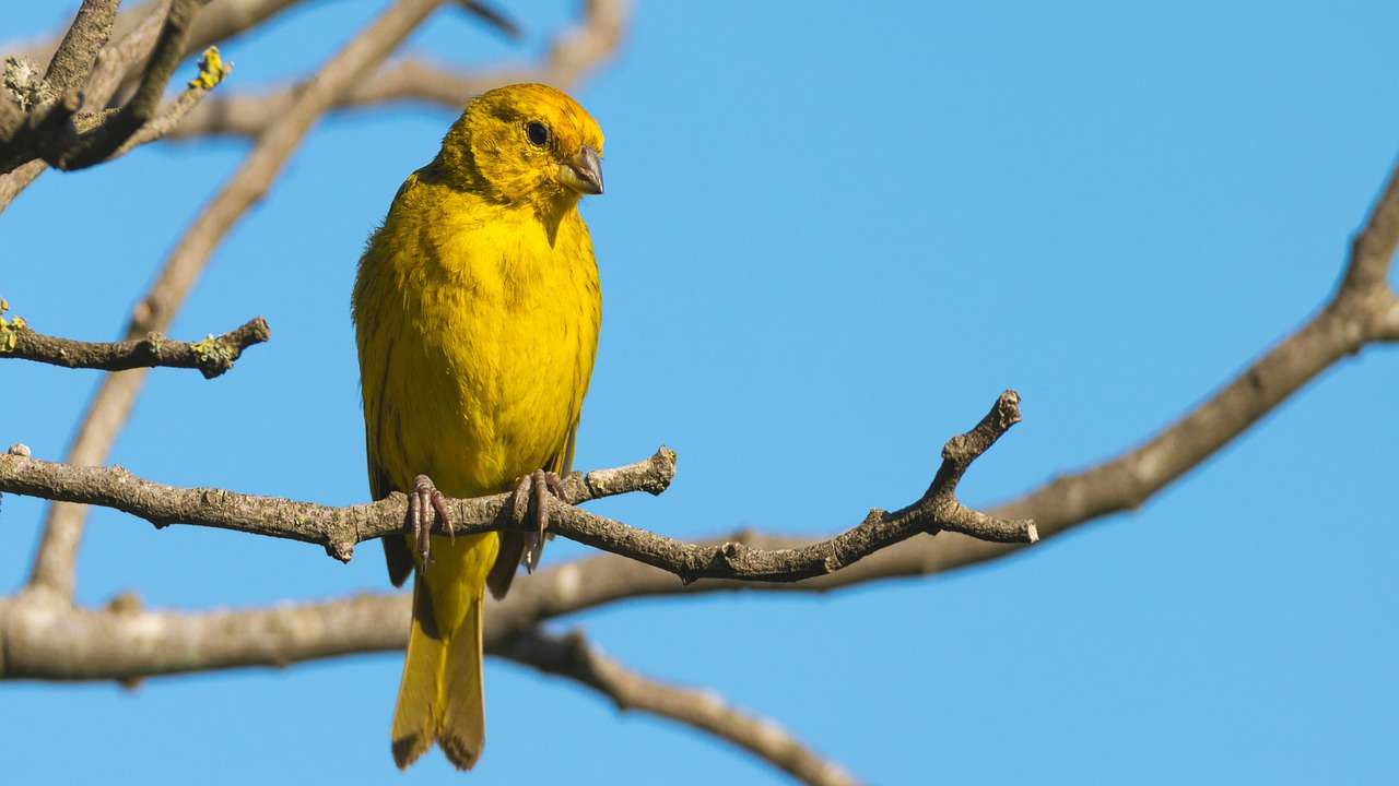 Pták stehlík online puzzle