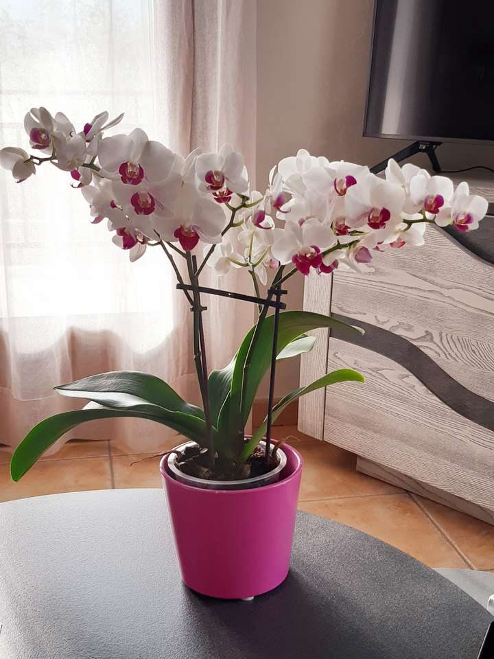 Белая орхидея пазл онлайн